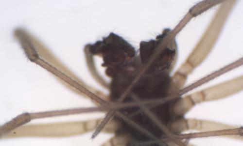 Agyneta rurestris