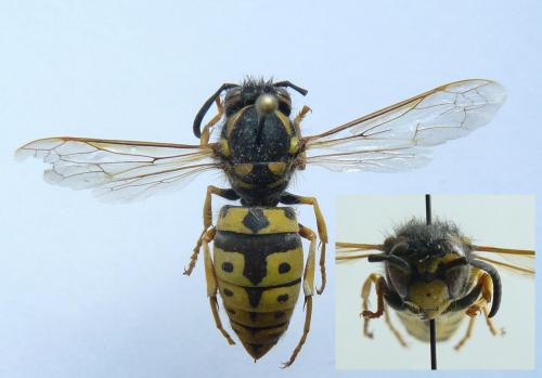 Vespula germanica