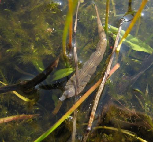 Stratiomys singularior