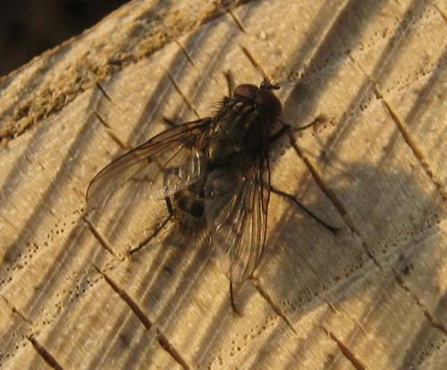 Helina evecta