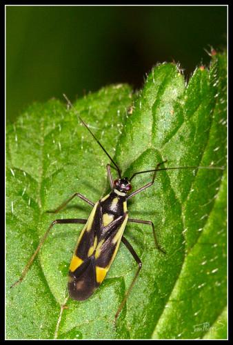 Grypocoris stysi