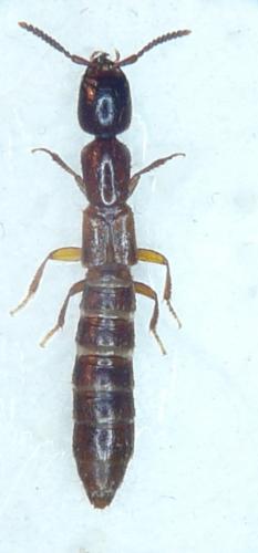 Réf. 83 384 : Xantholinus sp.