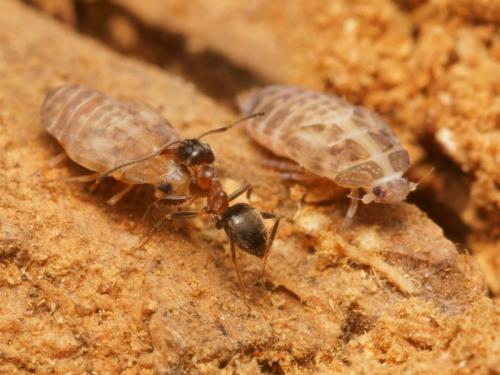 Cixidia lapponica