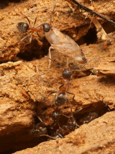 Lasius emarginatus