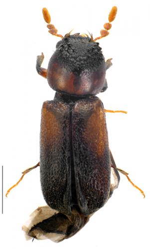 Réf. 83 825 : Scobicia pustulata