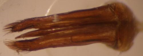 Dermestes sardous