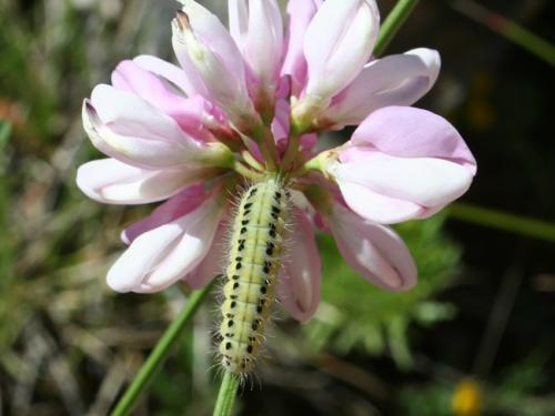 Zygaena sp.