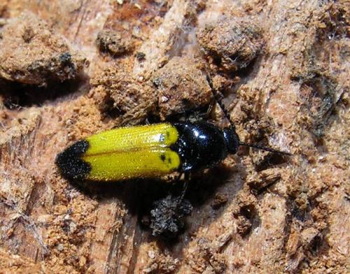 Réf. 83 080 : Ampedus elegantulus