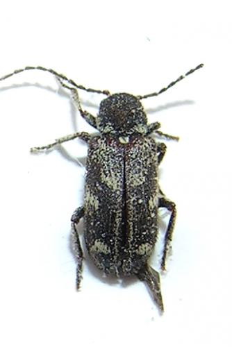 Ptinomorphus angustatus
