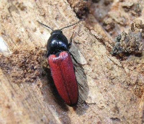 Ampedus pomonae