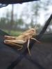 83523 – Photo : Yon Capdeville – France (33)