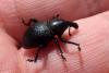 Liparus coronatus