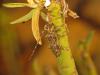 83830 – Photo : sepidium64 – Espagne