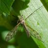 83974 – Photo : Eugène Vandebeulque – France (45)
