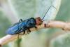 Acantholyda erythrocephala