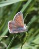 83766 – Photo : Bernard Choux – France (26)