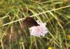 83771 – Photo : Bernard Choux – France (26)