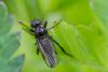 83392 – Photo : Joseph Rezeau – France (35)
