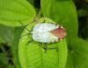 83557 – Photo : X.leen – Thaïlande