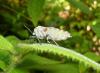 83558 – Photo : X.leen – Thaïlande