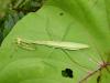 83481 – Photo : X.leen – Thaïlande