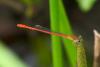 83142 – Photo : Denis Gaschignard – Guyane française