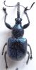 83402 – Photo : Xavier Gouverneur – Thaïlande
