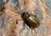 83267 – Photo : Eric SYLVESTRE – Andorre