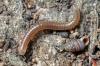 83671 – Photo : Christophe Quintin – France (21)
