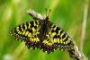 83501 – Photo : Bernard DELEFOSSE – France (26)