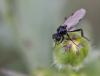 83433 – Photo : Gilles SALAMA – France (31)