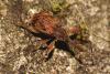 83485 – Photo : f vanhille – France (95)