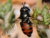 83354 – Photo : Prisca – France (13)