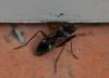 83472 – Photo : Jean-Claude Jamoulle – France (06)