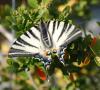 83647 – Photo : Patrick Decreus – France (46)