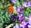 83644 – Photo : Patrick Decreus – France (46)