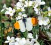 83646 – Photo : Patrick Decreus – France (46)