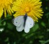 83773 – Photo : Patrick Decreus – France (46)