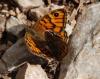 83655 – Photo : Patrick Decreus – France (46)