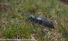83554 – Photo : Stephane Michaux – France (64)
