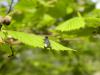 83609 – Photo : Savina Bracquart – France (62)