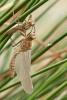 83544 – Photo : Vecho – France (85)