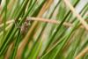 83542 – Photo : Vecho – France (85)