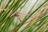 83543 – Photo : Vecho – France (85)