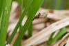 83549 – Photo : Vecho – France (85)