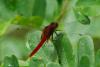 83731 – Photo : Denis Gaschignard – Guyane française