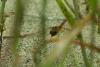 83732 – Photo : Denis Gaschignard – Guyane française