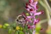 83739 – Photo : eudemis – France (33)