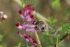 83740 – Photo : eudemis – France (33)
