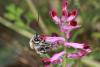 83741 – Photo : eudemis – France (33)